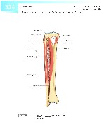 Sobotta  Atlas of Human Anatomy  Trunk, Viscera,Lower Limb Volume2 2006, page 331
